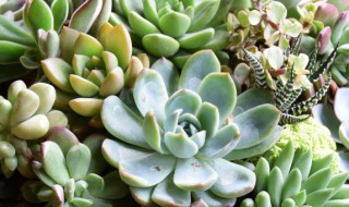 盆栽肉肉养殖方法 盆栽肉肉养殖方法图解