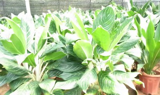 白雪公主养殖方法(白雪公主种植方法)