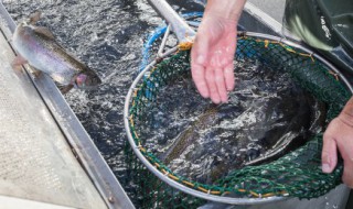 鲫鱼养殖方法（鲫鱼养殖方法和技巧）