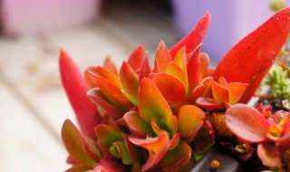 多肉火祭的养殖方法 多肉火祭的养殖方法繁