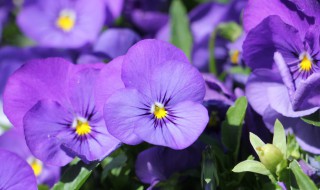 三色堇的养殖方法 三色堇的养殖方法和注意事项 盆栽