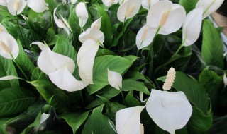 水培白掌的养殖方法（水培白掌的养殖方法和技术）