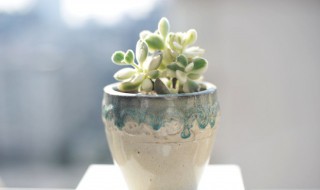 熊童子多肉的养殖方法(多肉熊童子怎么养肥)