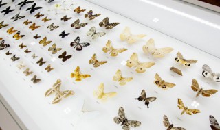 关于蝴蝶的知识（关于蝴蝶的知识有哪些）