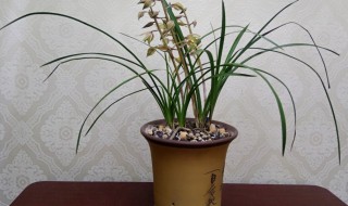 惠兰的养殖方法 惠兰的养殖方法和技术