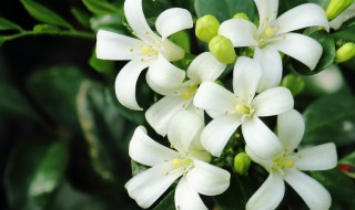 九里香的养殖方法花期（如何养殖九里香才会开花）