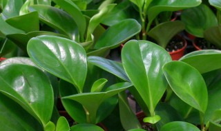 椒草的养殖方法 柳叶椒草的养殖方法