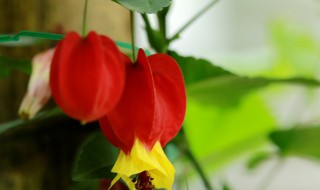 灯笼花养殖方法 灯笼花养殖方法与技巧