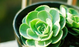 玉蝶的养殖方法（玉蝶的养殖方法和技巧）