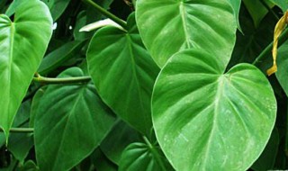 心叶藤的养殖方法 花络叶藤的养殖方法