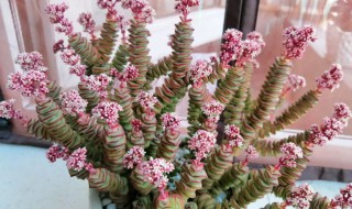 多肉钱串的养殖方法（多肉钱串怎么养殖方法）