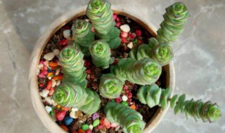 肉肉钱串的养殖方法(肉肉钱串串怎么养)