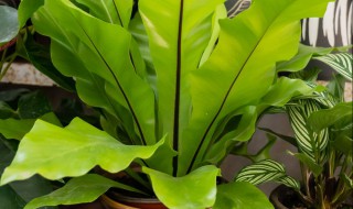 鸟巢蕨的养殖方法(鸟巢蕨的养殖方法和注意事项图文并茂)