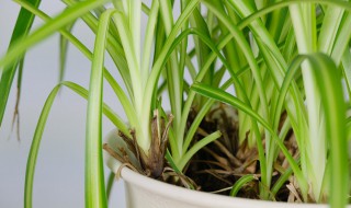 吊篮的养殖方法(吊篮如何养殖)