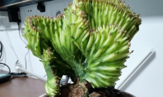 彩麒麟的养殖方法 彩麒麟的养殖方法和注意事项