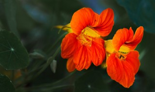 旱金莲养殖方法（旱金莲养殖方法与技巧）