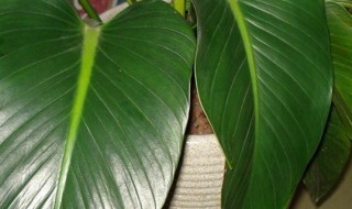 绿钻的养殖方法(绿钻的养殖方法视频)