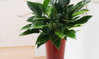 盆栽金钻的养殖方法 盆栽金钻如何养