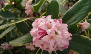 瑞香花的养殖方法（瑞香花的养护）