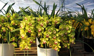 惠兰养殖方法(蕙兰的养殖方法和注意事项 盆栽)