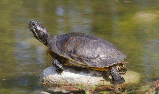 石龟种龟养殖方法（石龟种龟养殖方法）