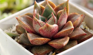 大和锦的养殖方法 大和锦多肉植物怎么养