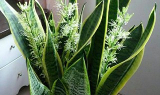 虎尾兰养殖方法（虎尾兰养殖方法和技巧）