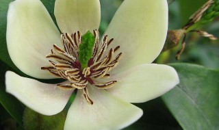 含笑养殖方法 含笑养殖方法和注意事项