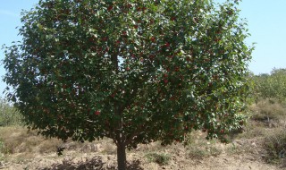 海棠树的养殖方法（四季海棠花的养殖方法）