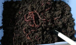 红虫养殖方法 红虫养殖方法视频教程