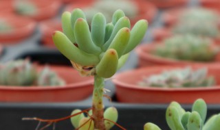 乙心女的养殖方法（乙女心冬天养殖方法）