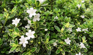 六月雪养殖方法（六月雪养殖方法与注意事项）