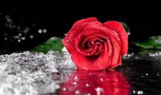 玫瑰盆栽的养殖方法 玫瑰盆栽的养殖方法和注意事项