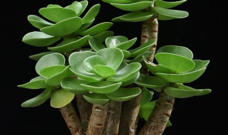 肉树的养殖方法 肉树的养殖方法有哪些