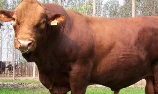 黄牛的养殖方法（黄牛的养殖方法与技术）