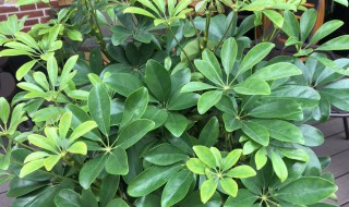 鹅掌柴的养殖方法(鹅掌柴的养殖方法介绍)