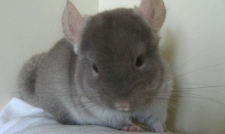 龙猫养殖方法 龙猫的养殖方法