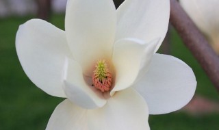 白玉兰养殖方法 白玉兰养殖方法视频