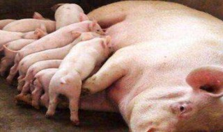 母猪养殖方法 母猪养殖方法和技巧