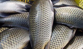 鲤鱼养殖方法（鲤鱼养殖方法视频）