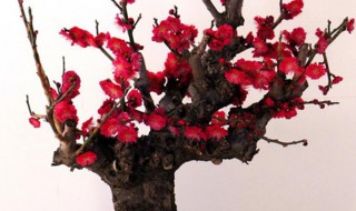 红梅盆栽养殖方法（红梅盆栽的养殖方法）