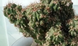 仙人山的养殖方法（仙人山的养殖方法注意事项）