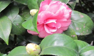 茶梅的养殖方法（茶梅的养殖方法和注意事项视频）