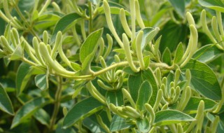 金银花养殖方法（金银花养殖方法怎样过冬）