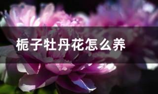 栀子牡丹的养殖方法（栀子牡丹的养殖方法和方法）
