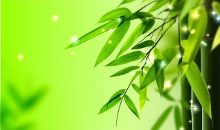 竹子养殖方法 竹子养殖方法和注意事项水栽