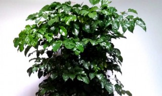 富贵树的养殖方法（富贵树的养殖方法和浇水）