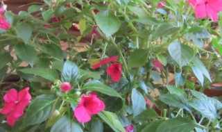 玻璃翠的养殖方法（玻璃翠的养殖方法和注意事项图片）