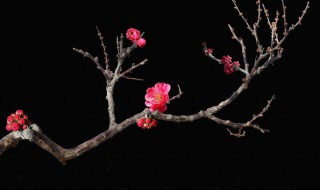 干枝梅的养殖方法 怎么养护干枝梅