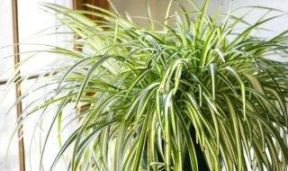 吊兰怎么养殖方法（吊兰怎么养殖方法视频）